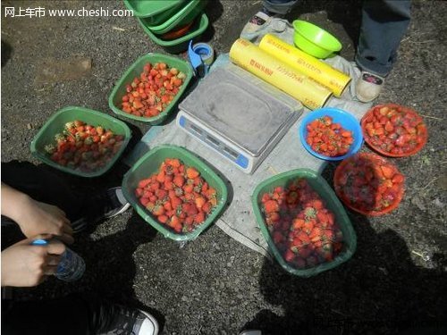 宝骏630草莓采摘自驾游 “莓玩莓聊”