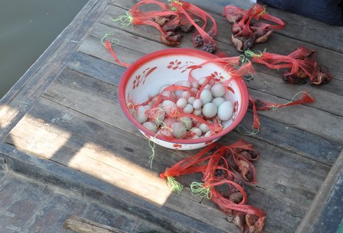 天航瑞晨红色之旅——白洋淀自驾游
