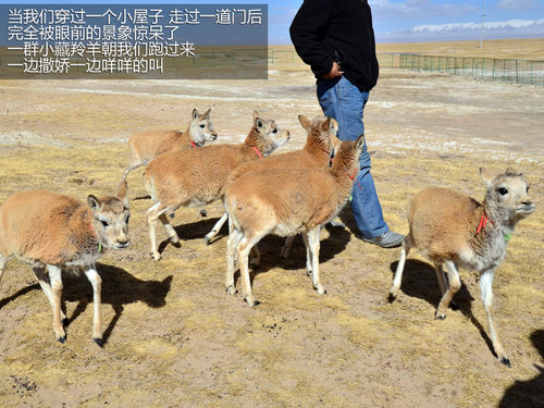 跨越青藏高原 新汉兰达穿越青藏线之旅