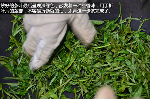 壁虎中国行第一天 在大理苍山采茶制茶