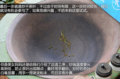 壁虎中国行第一天 在大理苍山采茶制茶