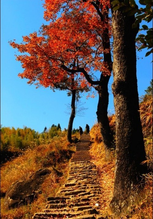 泰顺乌岩岭入选中国最具人气最佳秋色观赏地