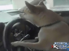 淘气小狗趁主人不在开走汽车 酿成车祸