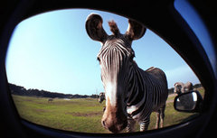 绍兴汽车网 车窗改装