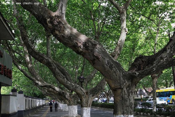 为什么南京种满了梧桐,是什么品种?