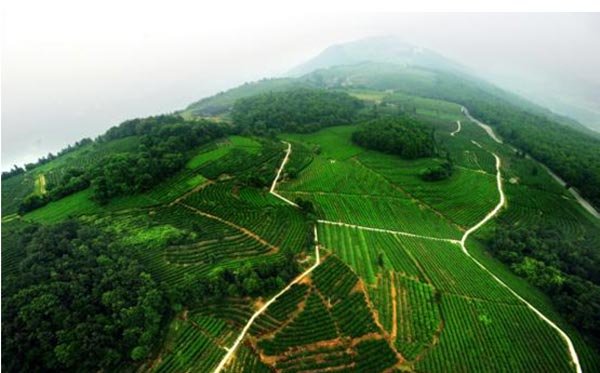 万家雅迪定心踏青采茶自驾游 火热招募_奥迪A