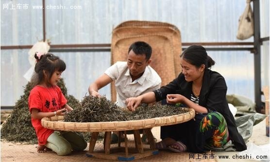 茶香古寨深骐名扬天下 岩洋么的锐骐情缘-图1