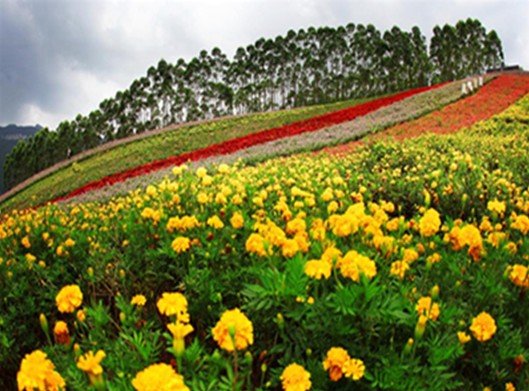 盛兴丰田玛琪雅朵花海自驾游火热招募中_漳州车市-网上车市