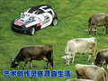 MINI Mini MINI Cooper图片