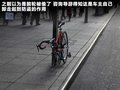 甲壳虫 图片