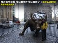 甲殼蟲 圖片