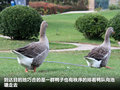普拉多 图片