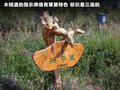 威志V2 图片