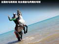 海马骑士 图片