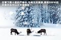宝马X5(进口) 图片