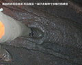 帕拉丁 图片