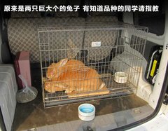 2009款 2.0L 自动 豪华型 7座