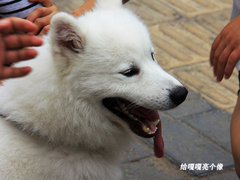 2011款 2.3 自动 尊贵版 7座
