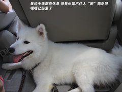 2011款 2.3 自动 尊贵版 7座