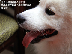 2011款 2.3 自动 尊贵版 7座