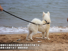 2011款 2.3 自动 尊贵版 7座