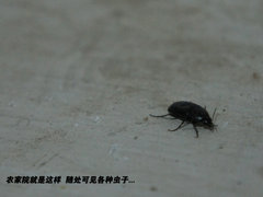 2011款 2.3 自动 尊贵版 7座