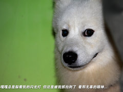 2011款 2.3 自动 尊贵版 7座