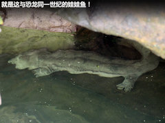 2011款 1.4L 手动 GL