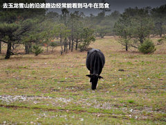 2011款 2.4T 手动 柴油四驱超豪华版 7座
