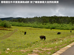 2011款 2.4T 手动 柴油四驱超豪华版 7座