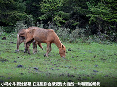 2011款 2.4T 手动 柴油四驱超豪华版 7座