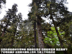 2011款 2.4T 手动 柴油四驱超豪华版 7座