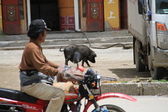 2009款 2.4 手动 4WD行政型(国Ⅳ) 5座