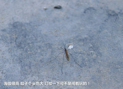 2009款 2.4 手动 4WD行政型(国Ⅳ) 5座