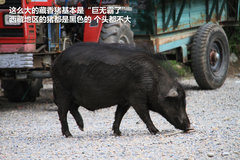 2009款 2.4 手动 4WD行政型(国Ⅳ) 5座