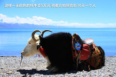 2009款 2.4 手动 4WD行政型(国Ⅳ) 5座