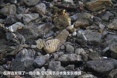 2009款 2.4 手动 4WD行政型(国Ⅳ) 5座