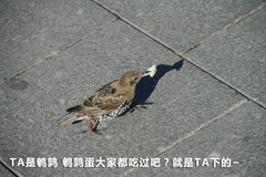 2011款 3.0 自动 运动导航版7座