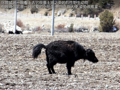 2012款 5.0 自动 HSE汽油版 7座