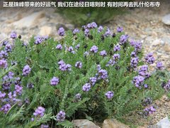2012款 2.0L 手动 两驱至尊版 5座