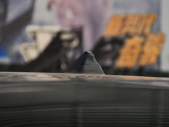 2019款 2.0L CVT舒适版 2WD