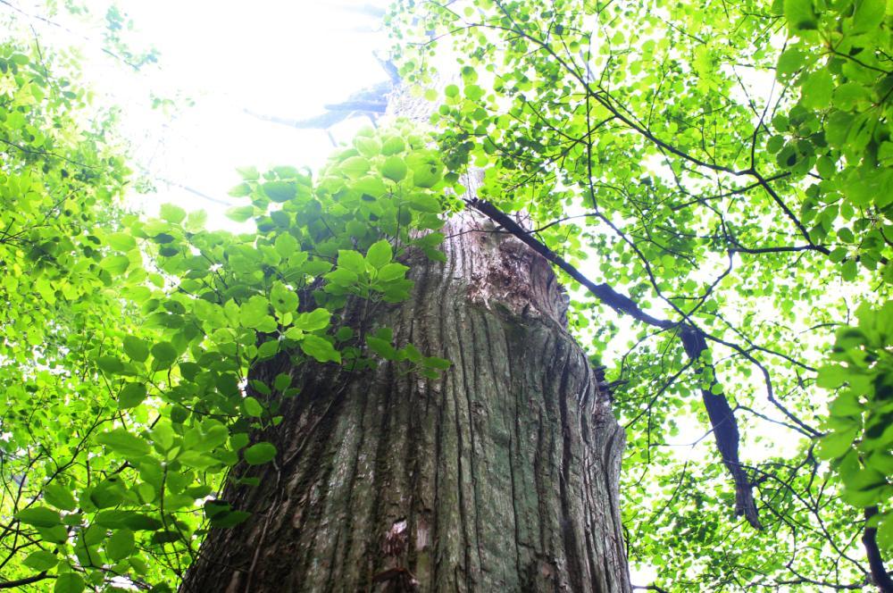 树上有个好地方1-40集免费观看 217ae71c559eb8d3.jpg