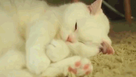 0f7d9c8e4fe1c3ee.gif