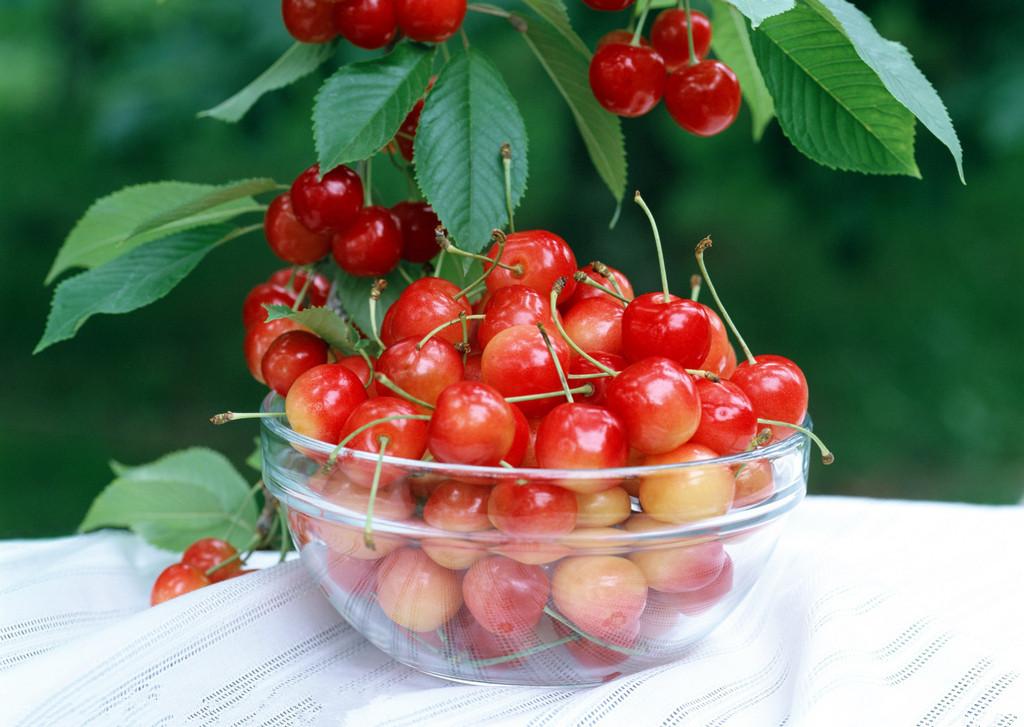 【伊势威三菱幸福田园生活之樱桃采摘季_陕西