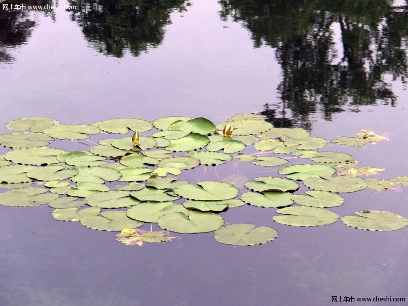 西溪湿地