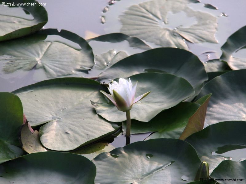 西溪湿地