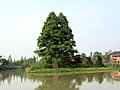 西溪湿地