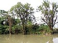 西溪湿地