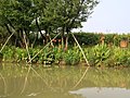 西溪湿地