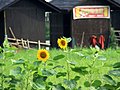 西溪湿地